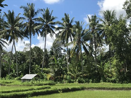 Bali 04.2019 598