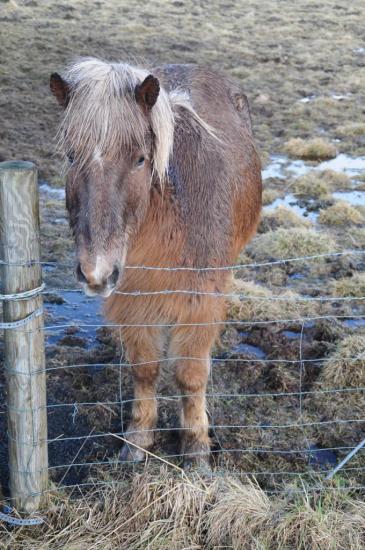 Islande 02.2013 100