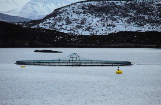 Les premières fermes d'élevage de saumons