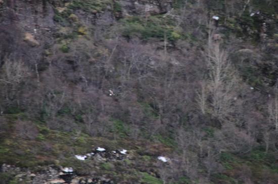 Loin, très loin.., un aigle pêcheur.