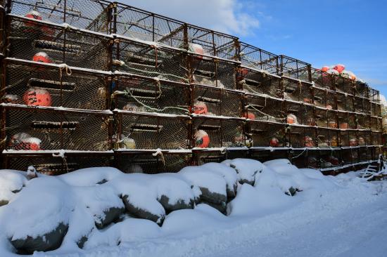 les casiers à crabes royaux
